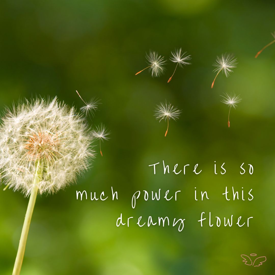 There is so much power in this dreamy flower